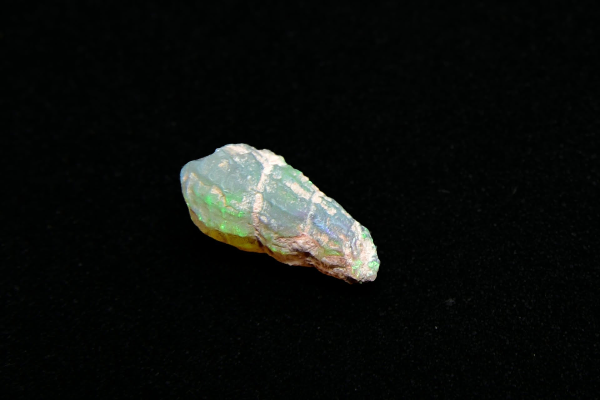 OPALIZED FOSSIL - Ancient Creatures