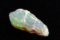 Green and Blue Lightning Ridge Opalized Whelk Fossil - 1.1 Carats, 12mm x 6mm - Ancient Creatures