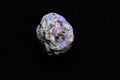 Purple and Dark Opal Lightning Ridge Opalized Pinecone - 4.6 Carats, 12mm x 10mm - Ancient Creatures